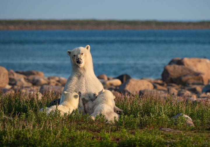 contioutra.com - Fotógrafo prova que até os ursos polares amam o verão