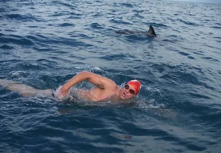 contioutra.com - Grupo de golfinhos protegeu nadador de tubarão que o perseguia