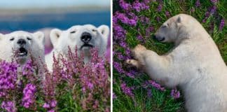 Fotógrafo prova que até os ursos polares amam o verão