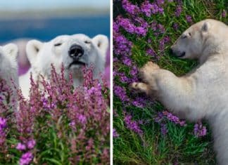 Fotógrafo prova que até os ursos polares amam o verão