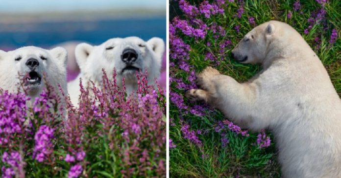 Fotógrafo prova que até os ursos polares amam o verão