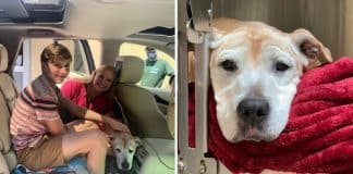 Cadela idosa é adotada para passar seus últimos dias com uma família: “Vamos amá-la todos os dias que restar”