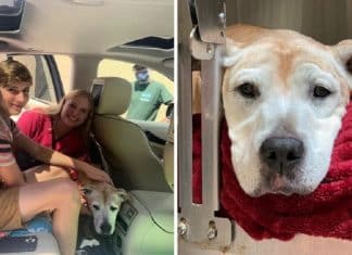 Cadela idosa é adotada para passar seus últimos dias com uma família: “Vamos amá-la todos os dias que restar”