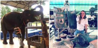 Veterinária doa próteses para elefantes que pisaram em minas explosivas