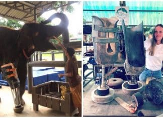 Veterinária doa próteses para elefantes que pisaram em minas explosivas
