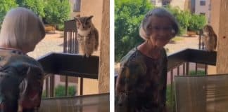 Idosa é visitada quase todos os dias por uma coruja desde o falecimento do marido