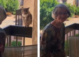 Idosa é visitada quase todos os dias por uma coruja desde o falecimento do marido