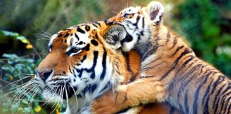 Tigres não estão mais em risco de extinção no Nepal