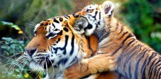 Tigres não estão mais em risco de extinção no Nepal Tigres não estão mais em risco de extinção no Nepal