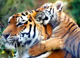 Tigres não estão mais em risco de extinção no Nepal