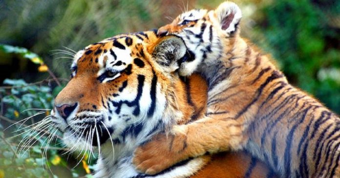 Tigres não estão mais em risco de extinção no Nepal