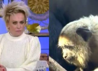 Ana Maria Braga anuncia demissão de responsável por exibir macacos em caso de racismo