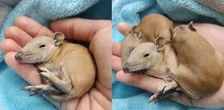 Mulher descobre animais ‘estranhos’ aninhados embaixo da cama do seu cão