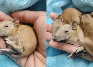 Mulher descobre animais ‘estranhos’ aninhados embaixo da cama do seu cão