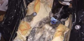 “Não grite, o bebê está dormindo”: morador de rua apela para que pessoas na rua não acordem seu cachorrinho