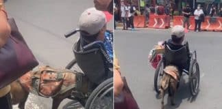 Cãozinho viraliza ao ser visto empurrando cadeira de rodas de seu dono na travessia de rua
