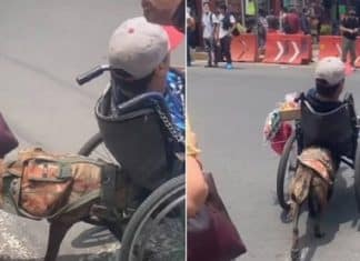Cãozinho viraliza ao ser visto empurrando cadeira de rodas de seu dono na travessia de rua