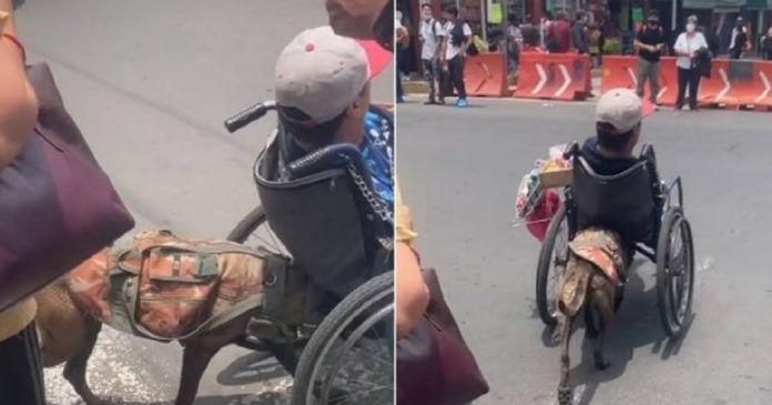 Cãozinho viraliza ao ser visto empurrando cadeira de rodas de seu dono na travessia de rua