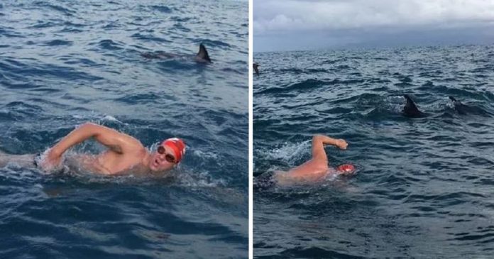 Grupo de golfinhos protegeu nadador de tubarão que o perseguia