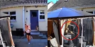 Cadela tem reação rápida e salva sua irmã canina de afogamento