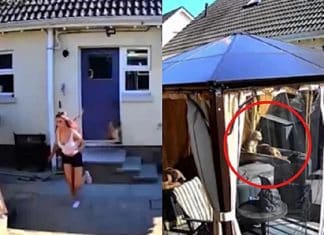 Cadela tem reação rápida e salva sua irmã canina de afogamento