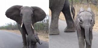 VÍDEO: Mamãe elefante impede que seu filhote se aproxime de turistas