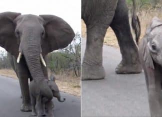 VÍDEO: Mamãe elefante impede que seu filhote se aproxime de turistas