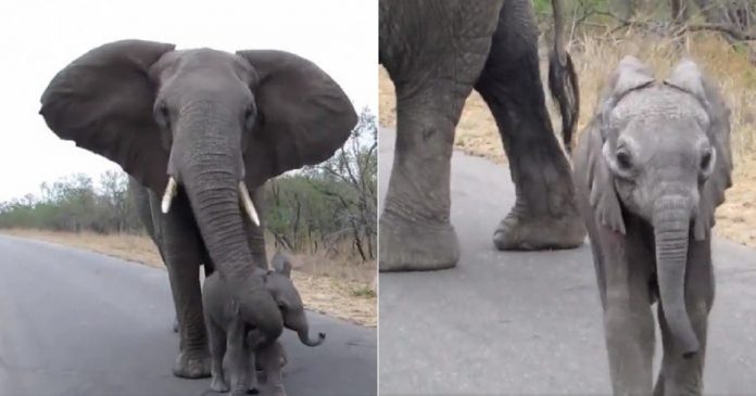 VÍDEO: Mamãe elefante impede que seu filhote se aproxime de turistas