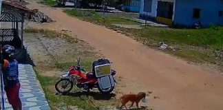 Vìdeo: Cachorro rouba marmita, se esconde e engana entregador no Pará