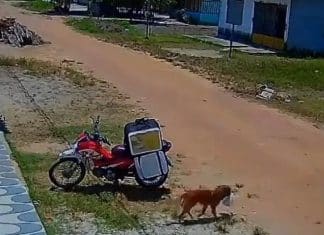 Vìdeo: Cachorro rouba marmita, se esconde e engana entregador no Pará