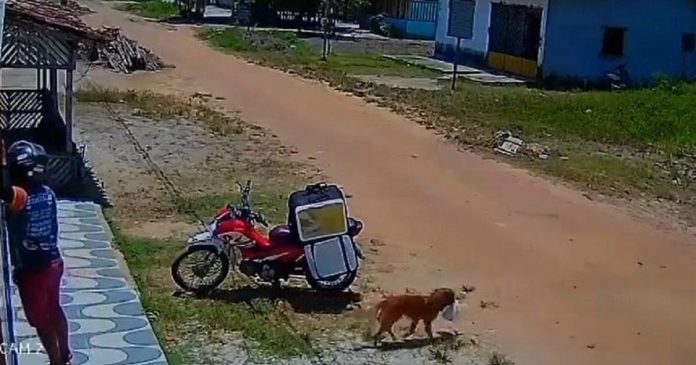 Vìdeo: Cachorro rouba marmita, se esconde e engana entregador no Pará