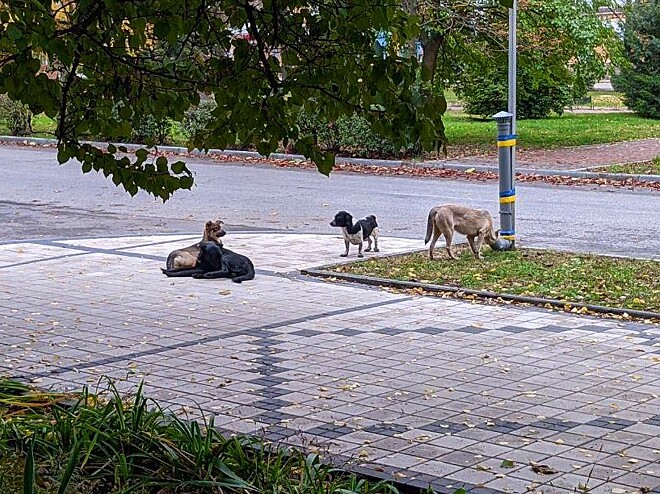 contioutra.com - Cães fazem fila na Ucrânia para receber comida e imagem comove o mundo