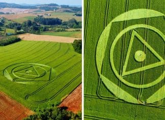 Agroglifo surge misteriosamente em plantação de trigo em SC