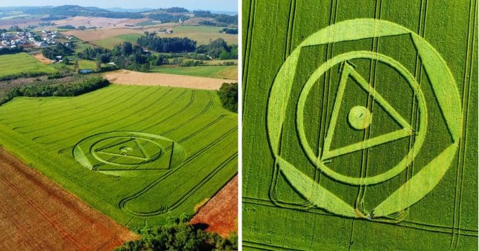 2 Agroglifo surge misteriosamente em plantação de trigo em SC
