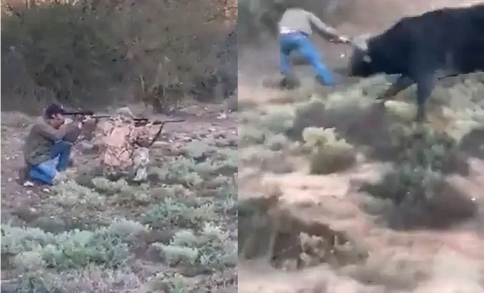 contioutra.com - Caçador mexicano atira em búfalo, leva chifrada do animal e falece