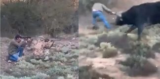 Caçador mexicano atira em búfalo, leva chifrada do animal e falece