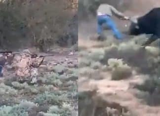 Caçador mexicano atira em búfalo, leva chifrada do animal e falece