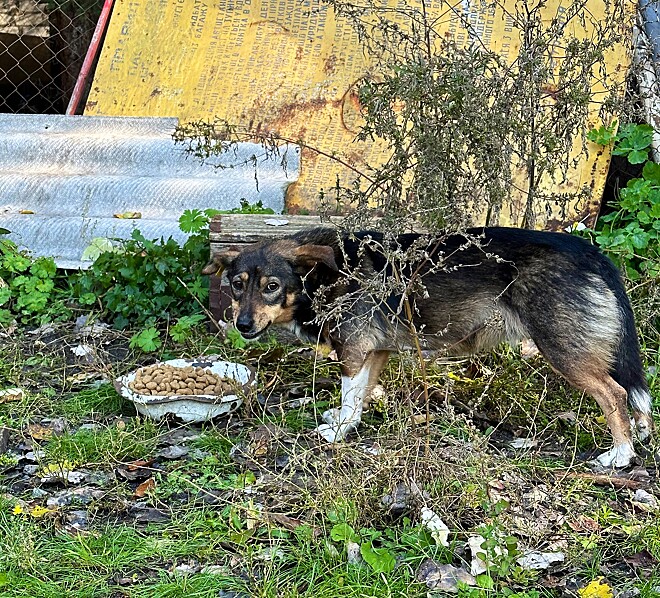 contioutra.com - Cães fazem fila na Ucrânia para receber comida e imagem comove o mundo