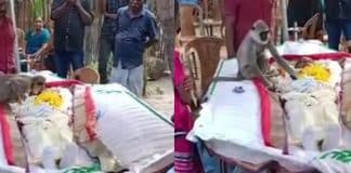 Vídeo: Macaco surge no funeral de homem que o alimentava e chora