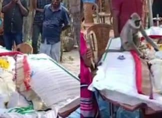 Vídeo: Macaco surge no funeral de homem que o alimentava e chora