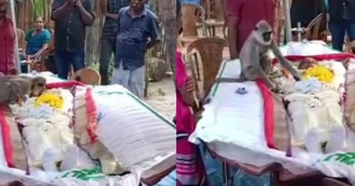 Vídeo: Macaco surge no funeral de homem que o alimentava e chora