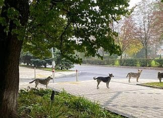 Cães fazem fila na Ucrânia para receber comida e imagem comove o mundo