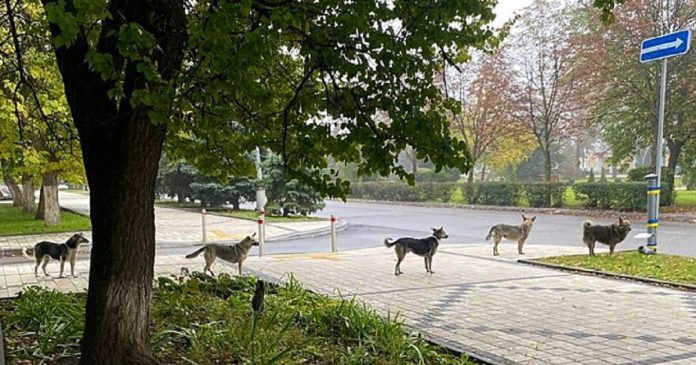 Cães fazem fila na Ucrânia para receber comida e imagem comove o mundo