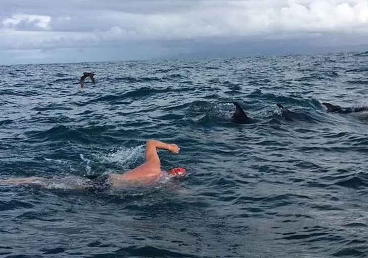 contioutra.com - Grupo de golfinhos protege nadador que estava sendo perseguido por tubarão