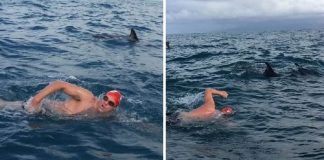 Grupo de golfinhos protege nadador que estava sendo perseguido por tubarão