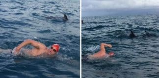 Grupo de golfinhos protege nadador que estava sendo perseguido por tubarão Grupo de golfinhos protege nadador que estava sendo perseguido por tubarão