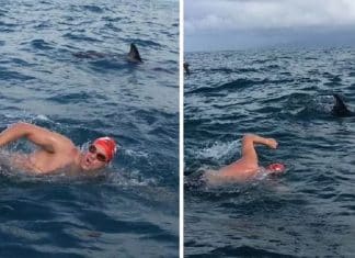 Grupo de golfinhos protege nadador que estava sendo perseguido por tubarão