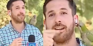 VÍDEO: Pássaro ‘rouba’ fone de ouvido de repórter durante transmissão ao vivo