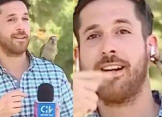 VÍDEO: Pássaro ‘rouba’ fone de ouvido de repórter durante transmissão ao vivo