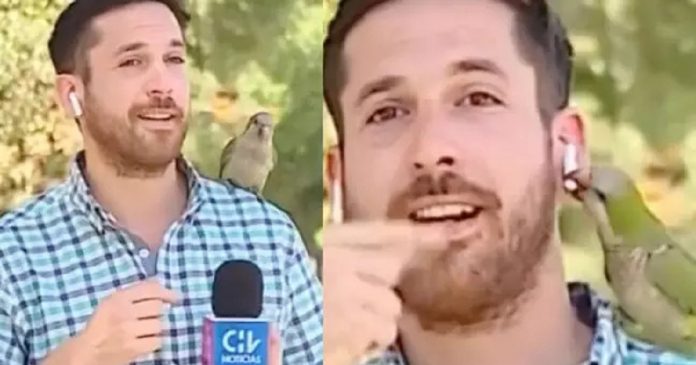 VÍDEO: Pássaro ‘rouba’ fone de ouvido de repórter durante transmissão ao vivo